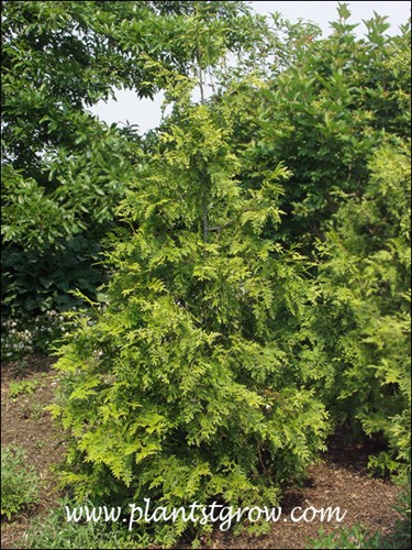 Western Red Cedar (thuja plicata atrovirens)